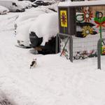 На снежном покрове обнаружена кошка